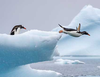 Antarctica