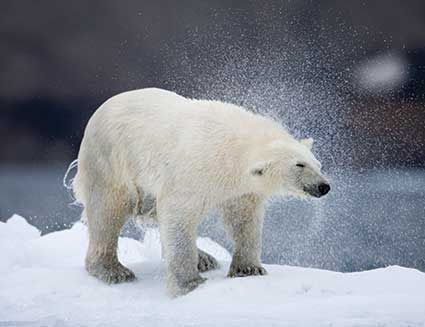 Arctic